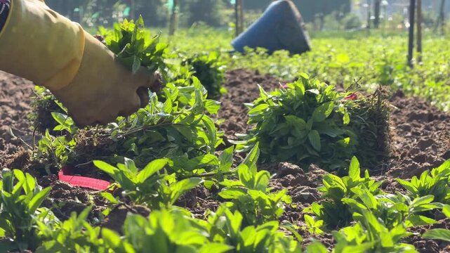 A farmer arranges a bundle of basil seedlings beside planting rows before placing them into prepared soil beds across a cultivated outdoor vegetable area. Plant transplantation.