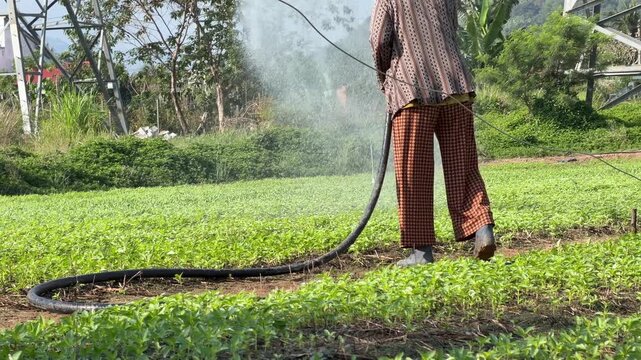 A farmer waters rows of young crops using a flexible hose directing a steady stream across cultivated garden beds arranged in parallel lines within an open field. Crop irrigation.