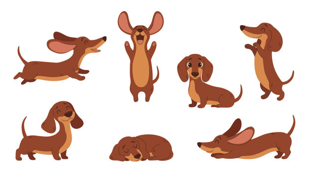 Cute dachshund dog set, funny sausage dog characters in different poses, happy cartoon puppy collection, flat vector illustration
