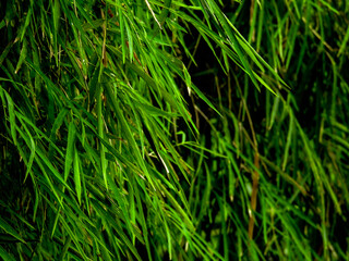 Fototapeta premium Close up of bamboo leaves showcasing slender shapes, smooth texture, and calming green tones. Captured with soft natural lighting and shallow depth of field, ideal for zen concepts, eco themes