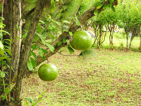 Close up of calabash fruit growing on the Crescentia cujete tree, showing hard shell texture and natural green tones. Captured with soft natural lighting, ideal for tropical agriculture concepts, bota