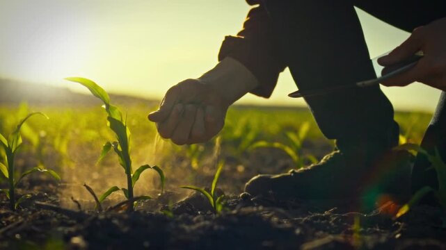 A modern agriculturalist scrutinizes the soil's dryness in a flourishing cornfield, using a digital device to record observations, exemplifying the blend of cutting-edge technology and sustainable