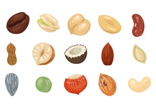 Realistic Nuts Illustration Set