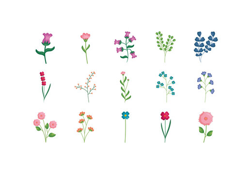 Wildflower Botanical Illustration Set