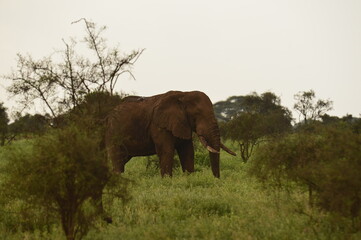 Fototapeta premium African elephant walks through green vegetation in its natural savanna habitat. The image highlights the massive size, texture of the skin, and calm strength of one of the most iconic animals of Afric