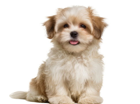 Isolated adorable fluffy light brown and white puppy sitting, with tongue out and happy expression
