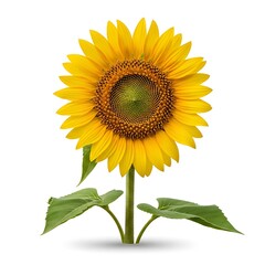 Obraz premium Vibrant Sunflower Blooming in Sunlight - A Botanical Beauty.