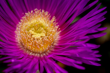 Obraz premium close up of pink flower
