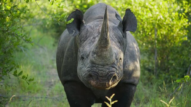 Critically endangered black rhino staring and walking forward in lush african savanna, powerful horn and thick, protective skin in natural habitat