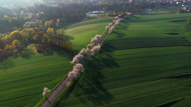 Aerial drone footage of flowering cherry trees lining a country road surrounded by green fields