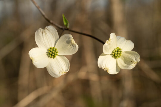 Two white dogwood blooms, close-up.