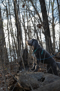 Cute black golden doodle, front paws on a downed tree in the woods looking up at the blue sky
