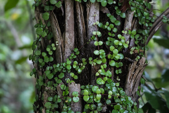the climbing vine Metrosideros perforata (also known as creeping rātā), which is native to New Zealand. small, round, opposite leaves and wiry stems. nature background. ecology, environment and adapta