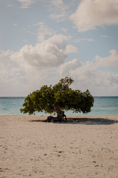 Iconic Divi-Divi Tree on a Pristine White Sand Beach &ndash; Fofoti Tree in Eagle Beach, Aruba