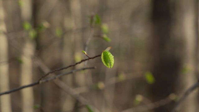 Tiny green leaf emerging from a branch in spring.