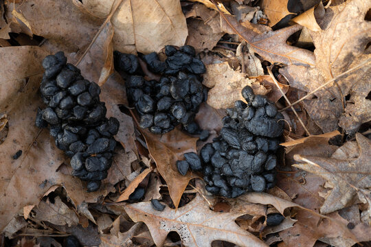 Close-up of white-tailed deer scat, clumped together in spring, possibly from buck.  Clumping often occurs when animal consumes a moisture rich diet.