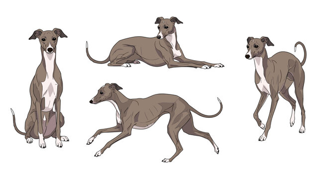 Elegant greyhound dog is depicted in four different poses showing its slender frame and graceful movements against white.