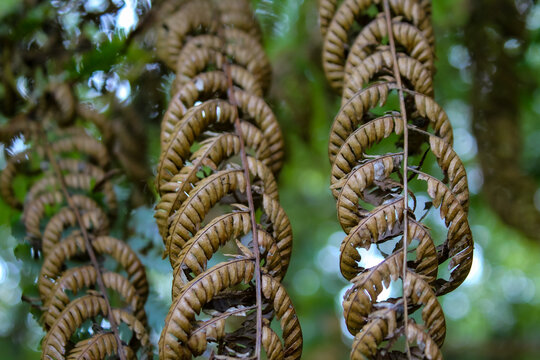 The coiled fronds of a fern abstract texture background with bokeh light effect. New Zealand silver fern. Beauty in nature close-up.