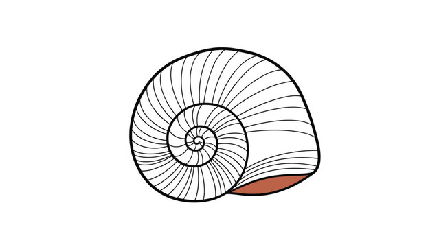 Beautifully patterned spiral snail shell with fine lines is shown in a simple and elegant illustration for nature and science study.
