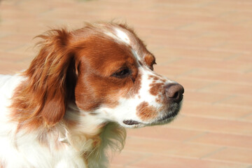 Spaniel breton, Brittany Spanie © Steve Fossiant
