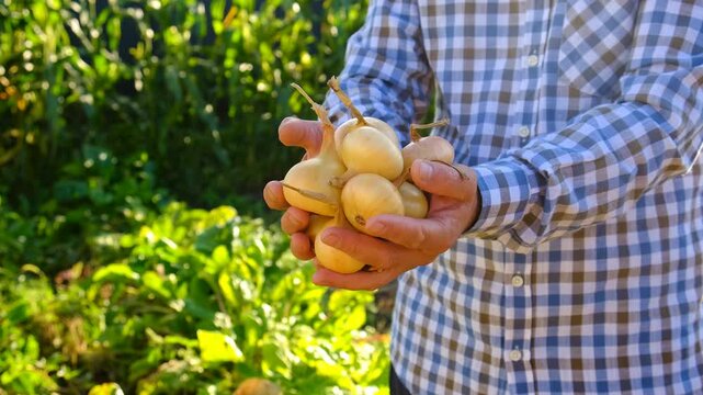 A farmer harvests onions. Selective focus. garden.