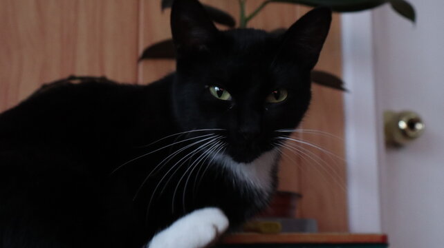 GATOS
