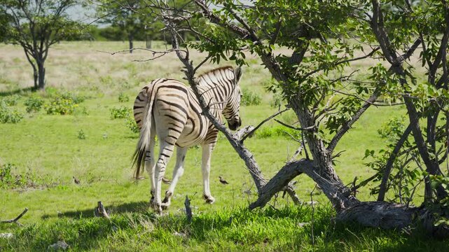 Pair of wild plains zebras walking and grazing on lush green grass in african savannah of Etosha National Park, with small birds foraging on ground nearby