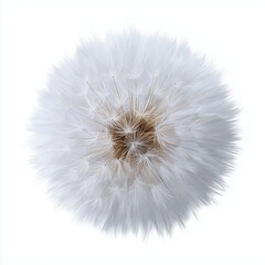 Fototapeta premium Delicate handdrawn dandelion puff illustration nature scene minimal design soft aesthetic artistic viewpoint
