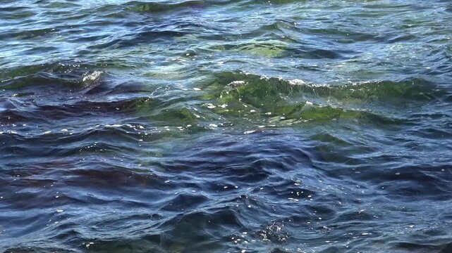 Black Sea, clear water near a rocky shore, stones on the seabed covered with algae.