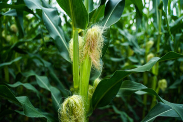 Corn ears with silking hairs maturing on green stalks, representing stages of crop development, organic agriculture, and the freshness of farm produce © Volodymyr_sh