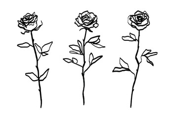 Set of black vector hand drawn rough black marker or ink style decorative rose sketches © Kateina