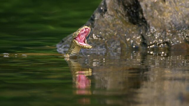 Dice snake (Natrix tessellata) yawning