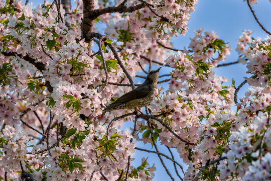 Japanese bird resting on a branch of blooming sakura flowers in Tokyo, Japan