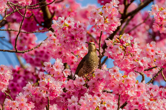 Beautiful spring scene of pink cherry blossoms and a bird against blue sky