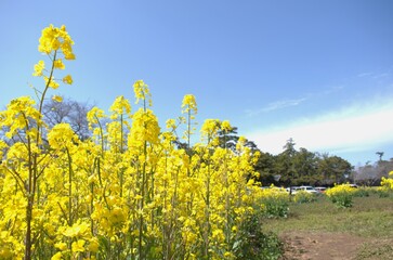 Obraz premium 春のイメージ写真 「菜の花」