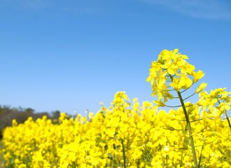 Obraz premium 春のイメージ写真 「菜の花」