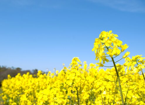 春のイメージ写真 「菜の花」