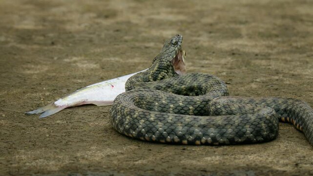 Dice snake (Natrix tessellata) hunting prey fish