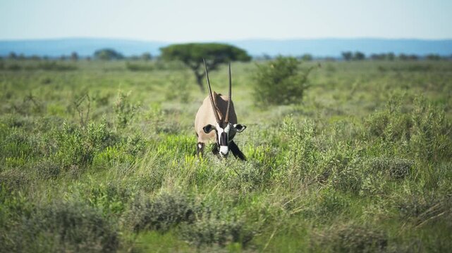 Magnificent East African oryx grazing on a lush green grassland in national park and raising head to look around savanna, showcasing large sharp horns