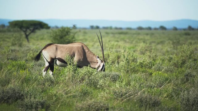 Lone oryx with long straight horns grazing in lush green savannah in Africa while a red billed oxpecker rests on back and then walking out the frame