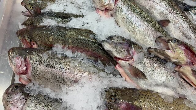 Fresh Atlantic trout on crushed ice, whole fish lined on stainless counter, silvery scales glinting, pink gills exposed, cold.