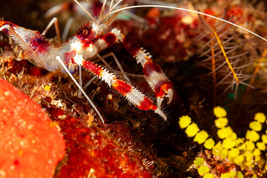 Honduras, Roatan, Coral Banded Shrimp, Banded Boxer Shrimp (Stenopus hispidus)