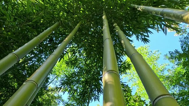 Large green stems of giant bamboo in a garden in Odessa, Ukraine