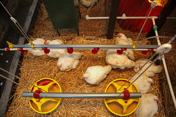 White Chickens in Hen House at Animal Farm Top View © markobe