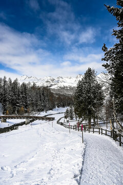 Pontresina, Berninabach, Berninapass, Val Bernina, Holzbr&uuml;cke, Winter, Wintersport, Winterlandschaft, Neuschnee, Wanderweg, Langlauf, Langlaufloipe, Oberengadin, Graub&uuml;nden, Alpen, Schweiz