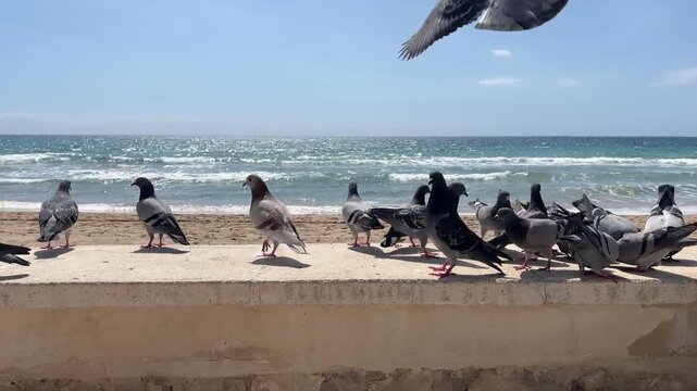 Tilt up de palomas en el paseo mar&iacute;timo con el mar