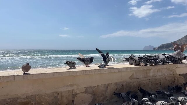 Seguimiento a grupo de palomas movi&eacute;ndose hacia la derecha