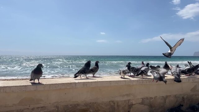 Seguimiento a grupo de palomas movi&eacute;ndose hacia la izquierda