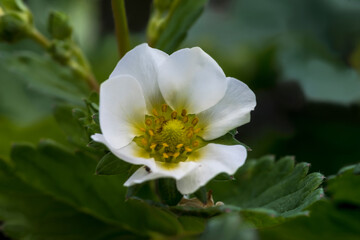 Biały kwiat truskawki (Fragaria ananassa) przedstawiony jest w zbliżeniu. Delikatne płatki otaczają żółty, centralny skupisko pręcików, które wyraźnie wyróżniają się na tle miękkich, białych płatków.  © Grzegorz