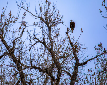 Eagle perched on slender treetop branch with clear blue sky in background.  Bald eagle with blue sky background on skinny branch perch. Eagle in daylight profile.  Bald eagle on bare cottonwood. branc